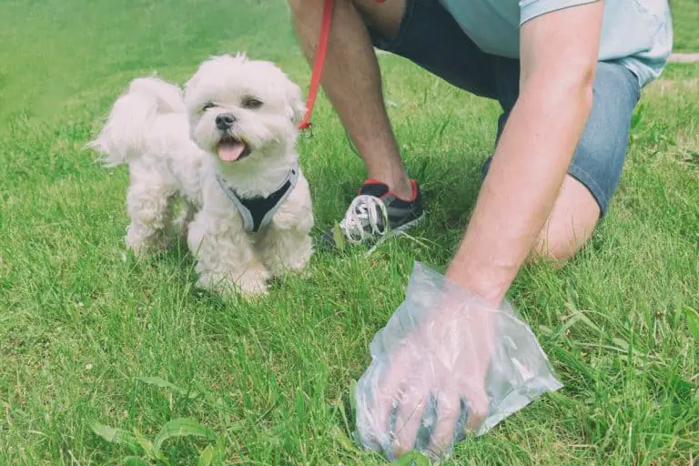 what-bin-does-dog-poo-go-in-rubbish-site